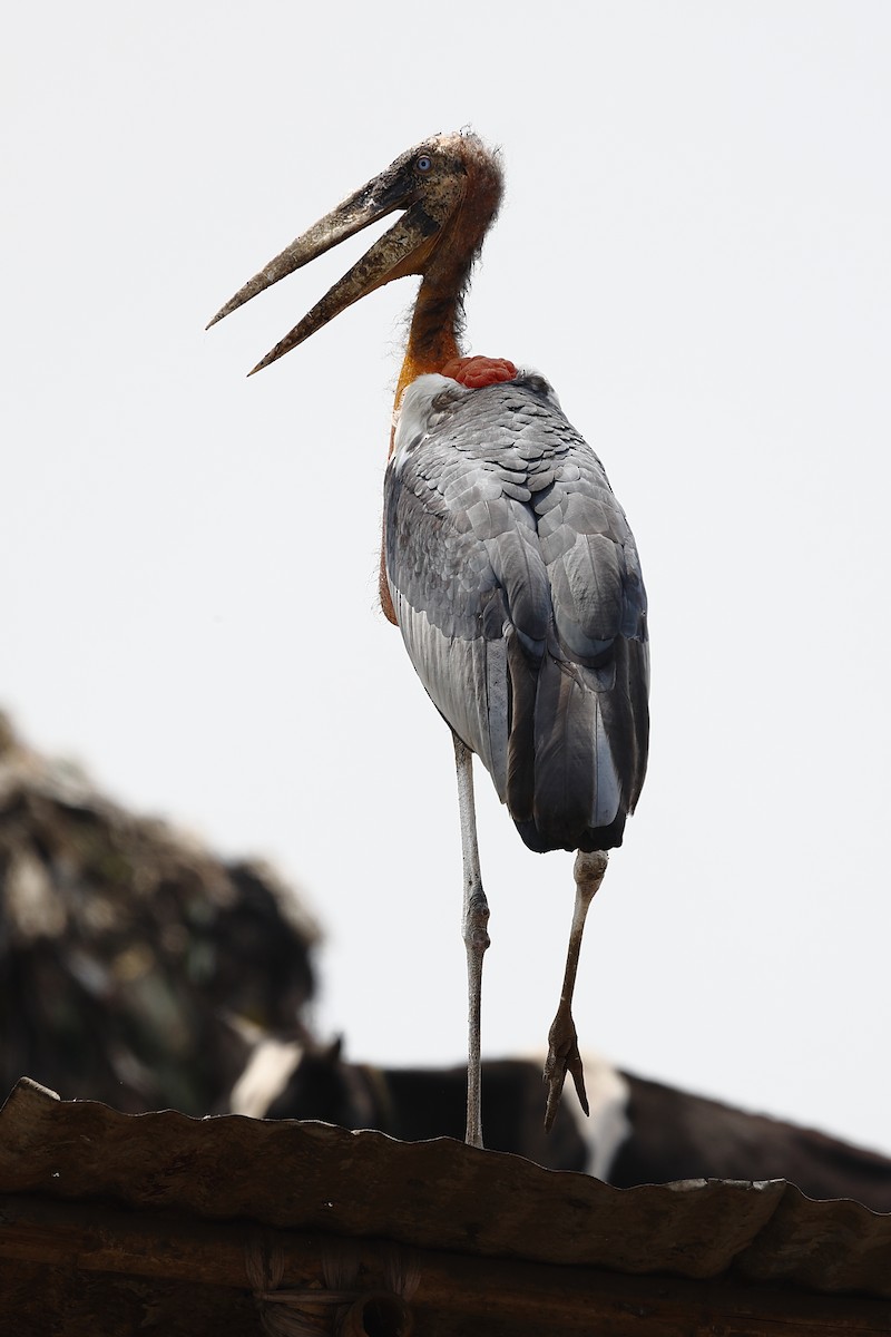 Greater Adjutant - ML643700966