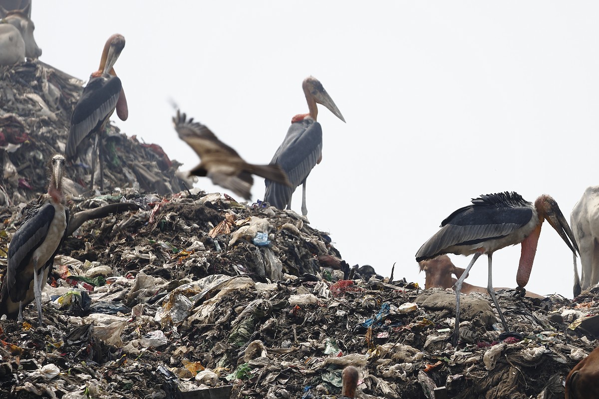 Greater Adjutant - ML643700967