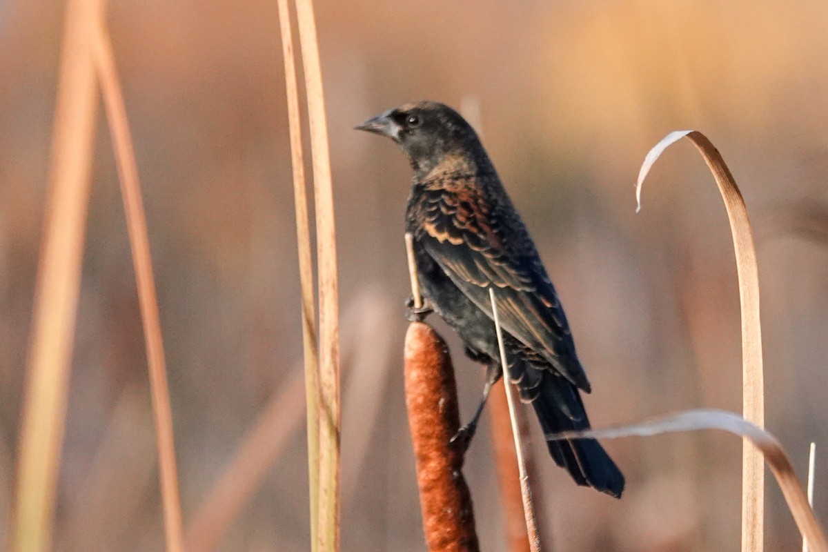 Red-winged Blackbird - ML643700976