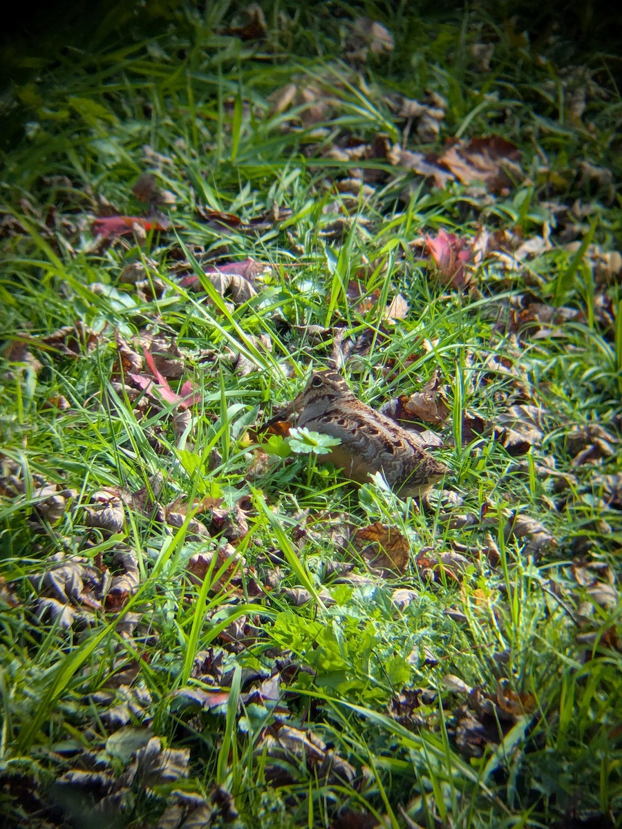 American Woodcock - ML643700980