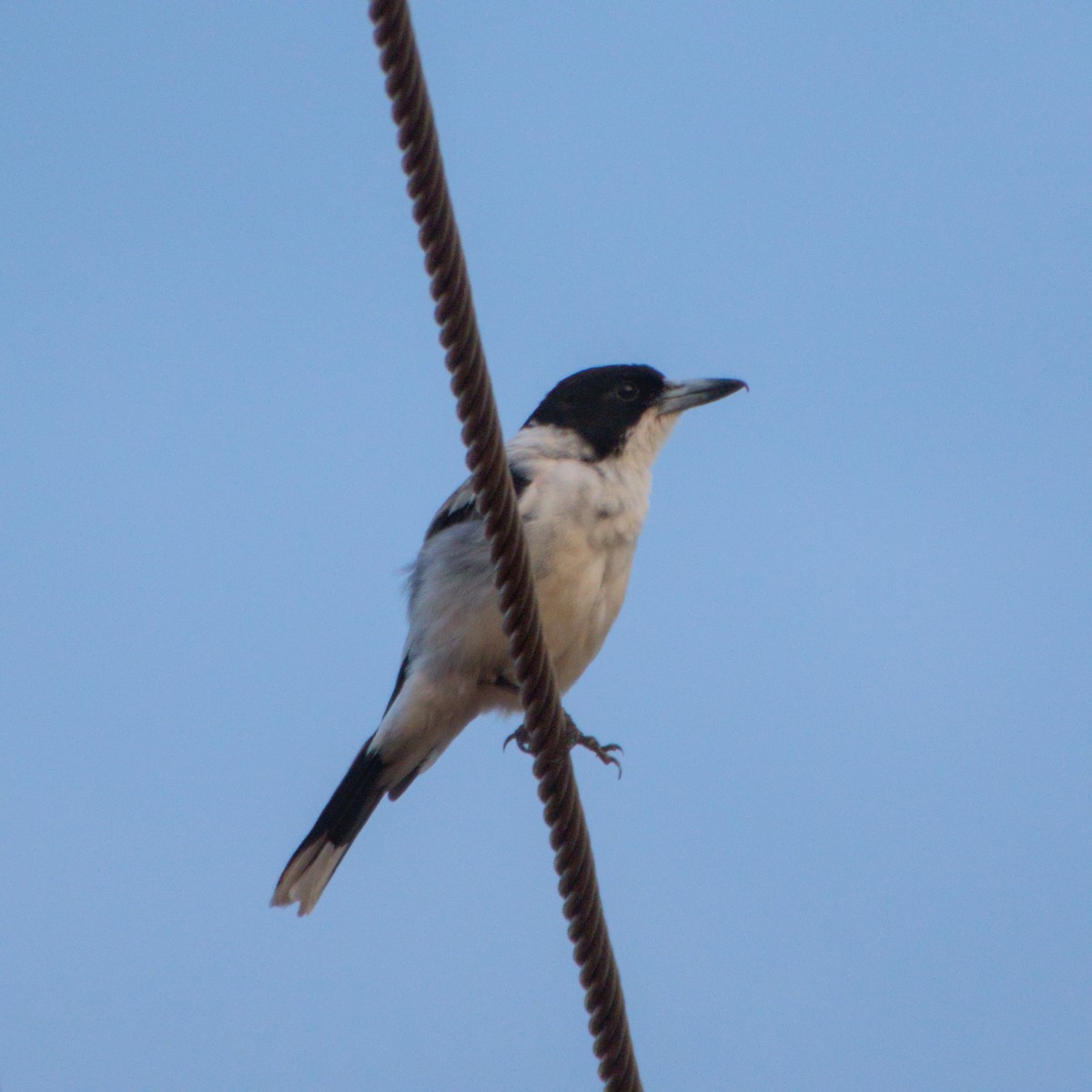 Silver-backed Butcherbird - ML643700985
