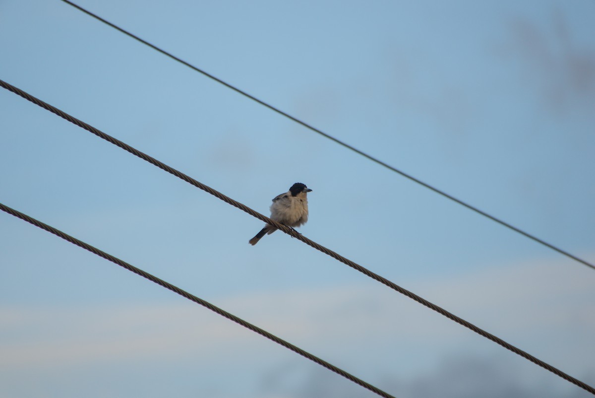 Silver-backed Butcherbird - ML643700986