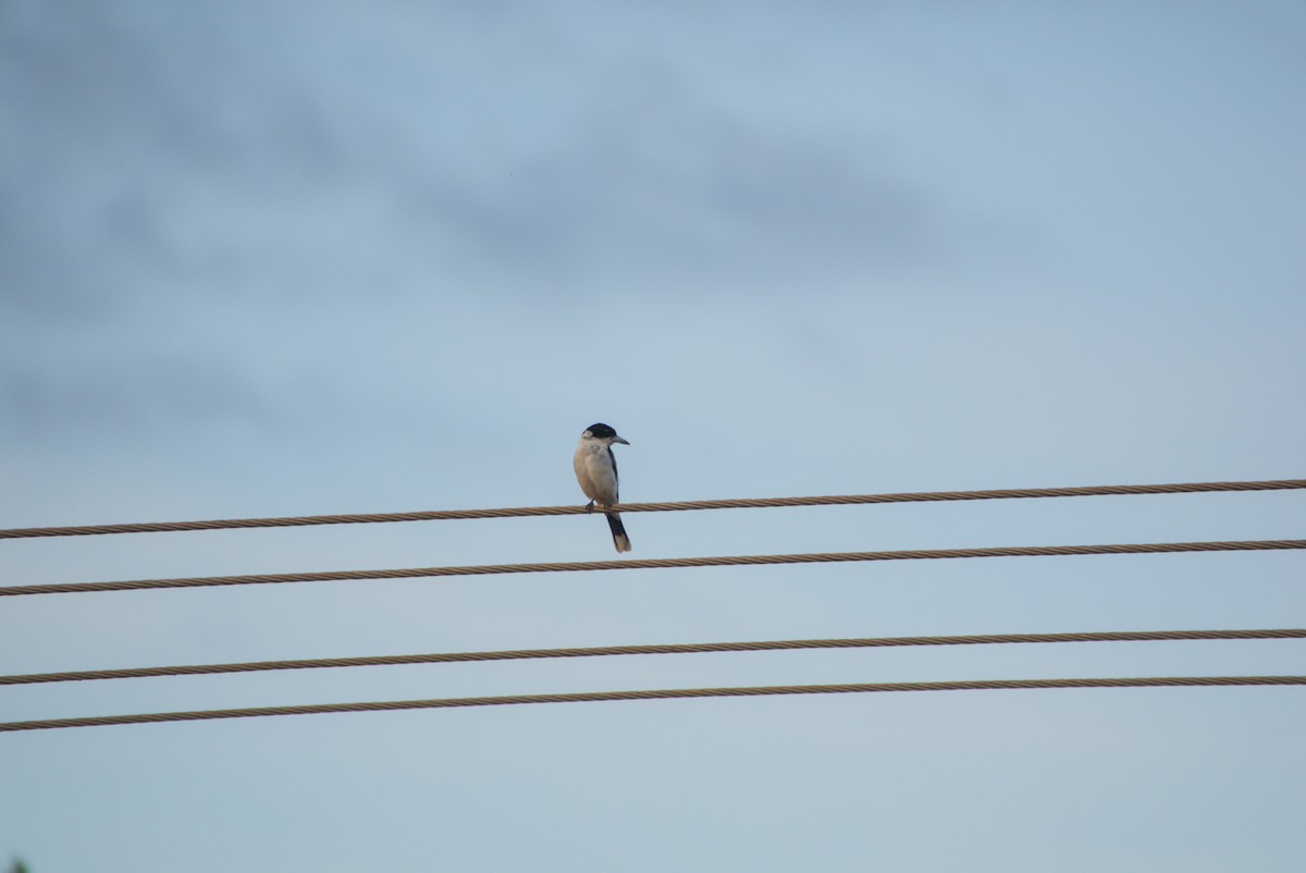 Silver-backed Butcherbird - ML643700987