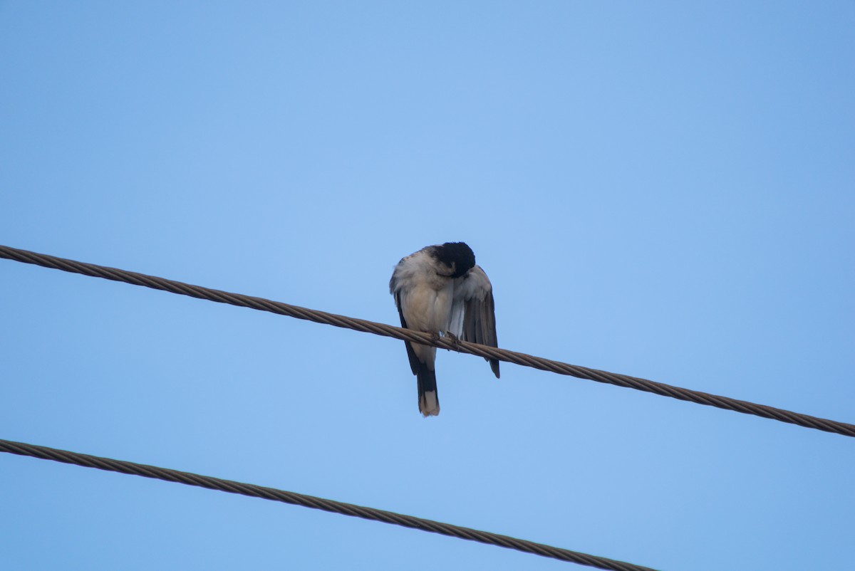 Silver-backed Butcherbird - ML643700988