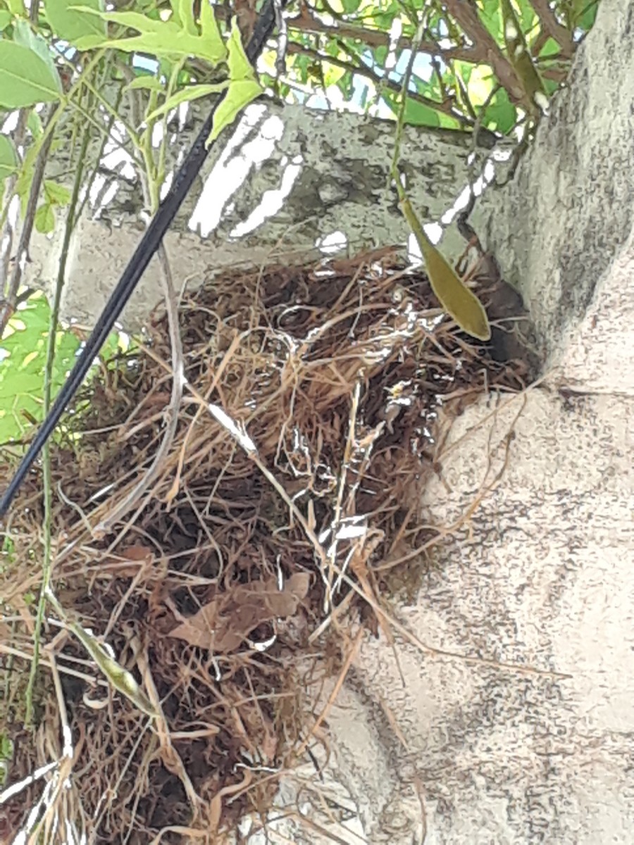 Rufous-bellied Thrush - ML643700990
