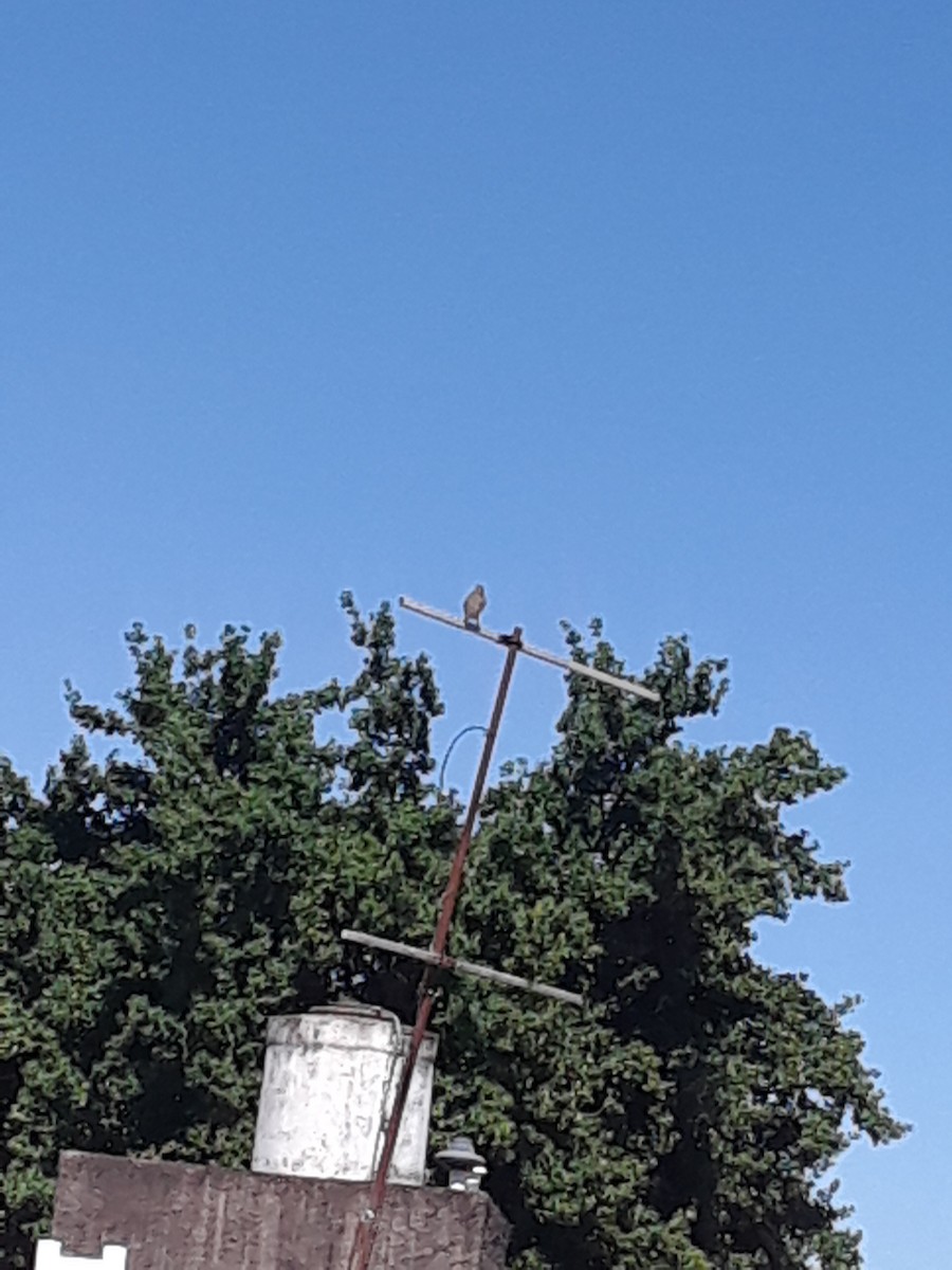 Rufous-bellied Thrush - ML643700991