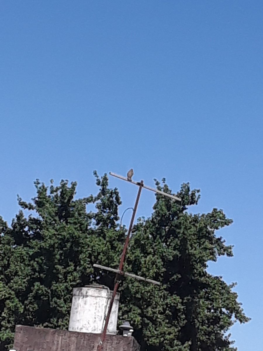 Rufous-bellied Thrush - ML643700993