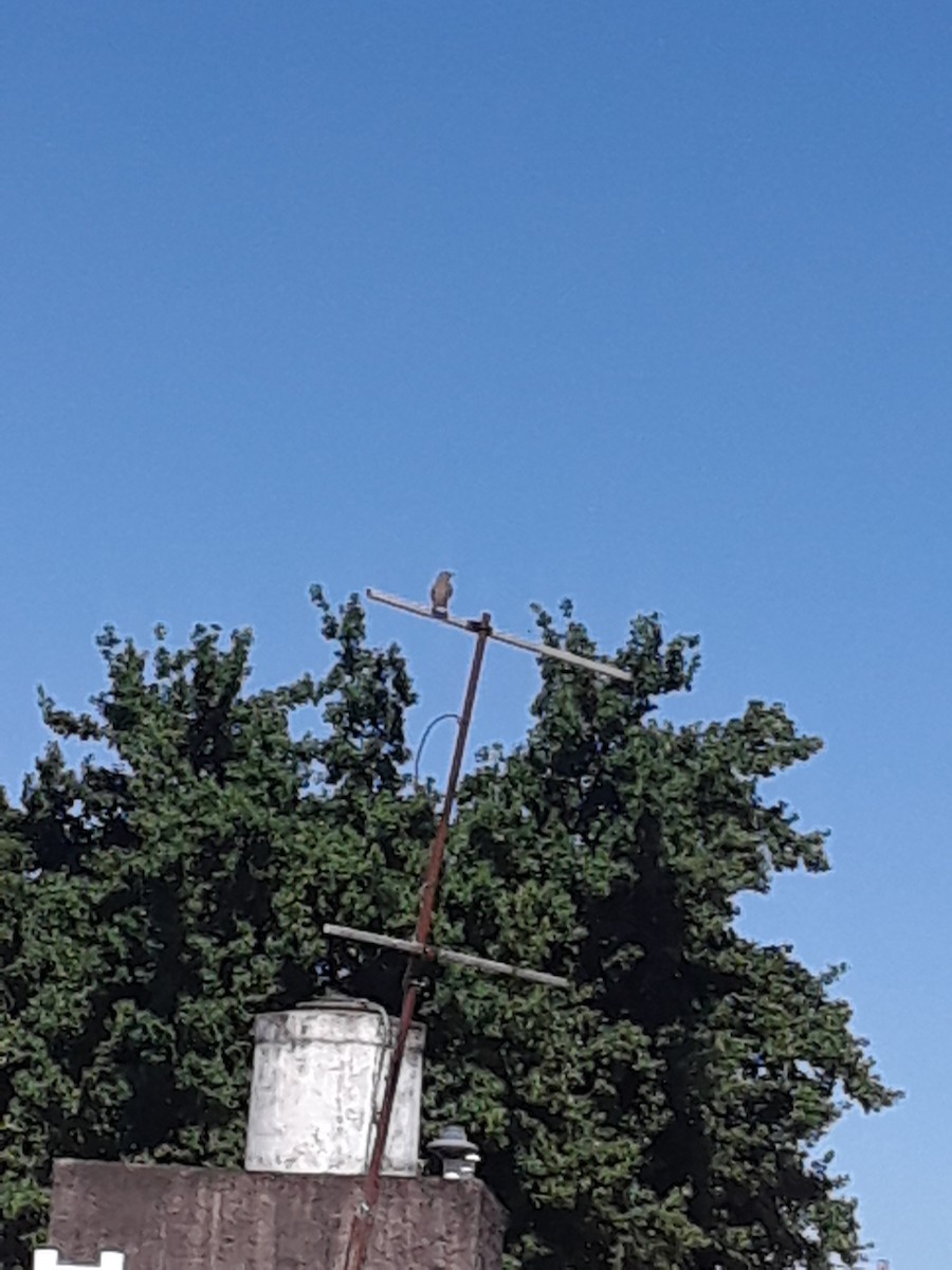 Rufous-bellied Thrush - ML643700994