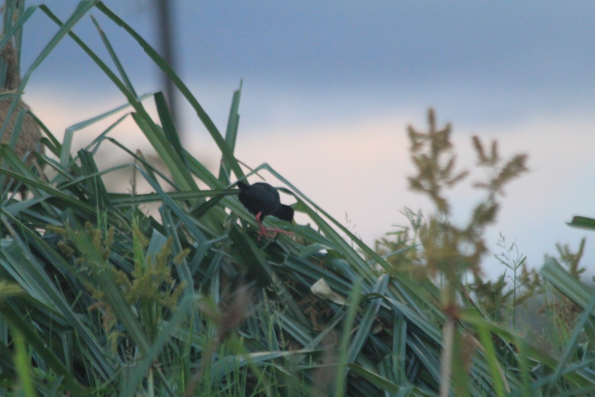 Black Crake - ML643700997