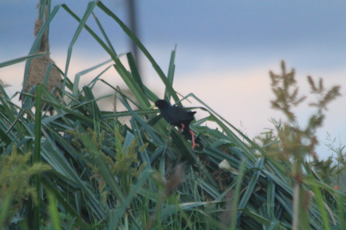 Black Crake - ML643700999