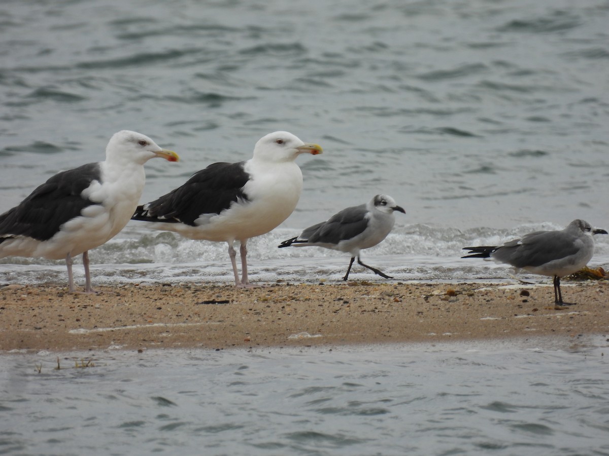 Great Black-backed Gull - ML643701005