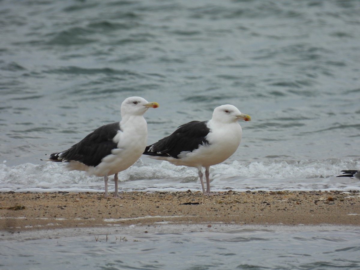 Great Black-backed Gull - ML643701006