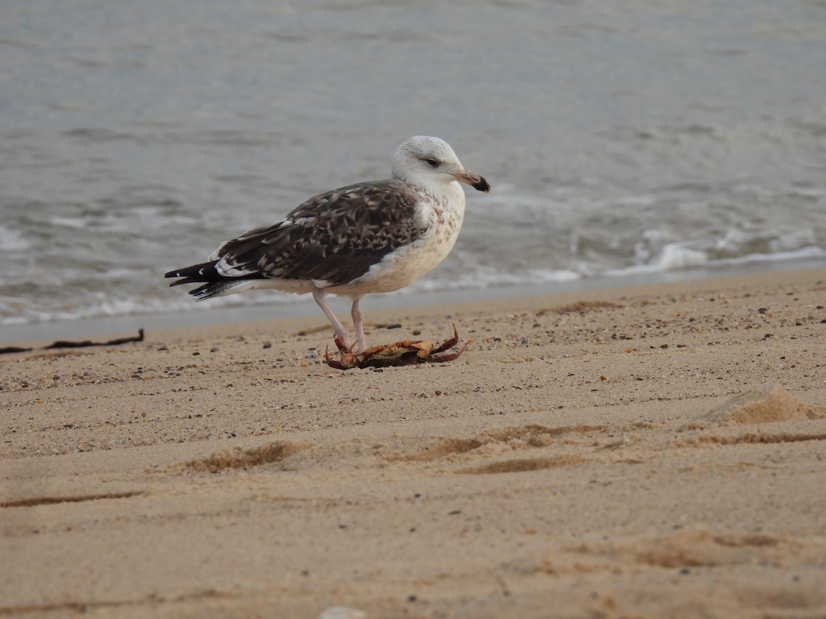 Great Black-backed Gull - ML643701007