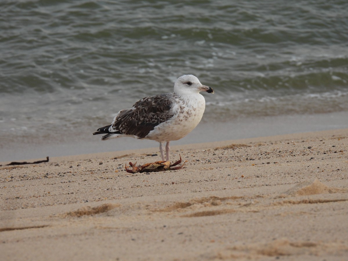 Great Black-backed Gull - ML643701008