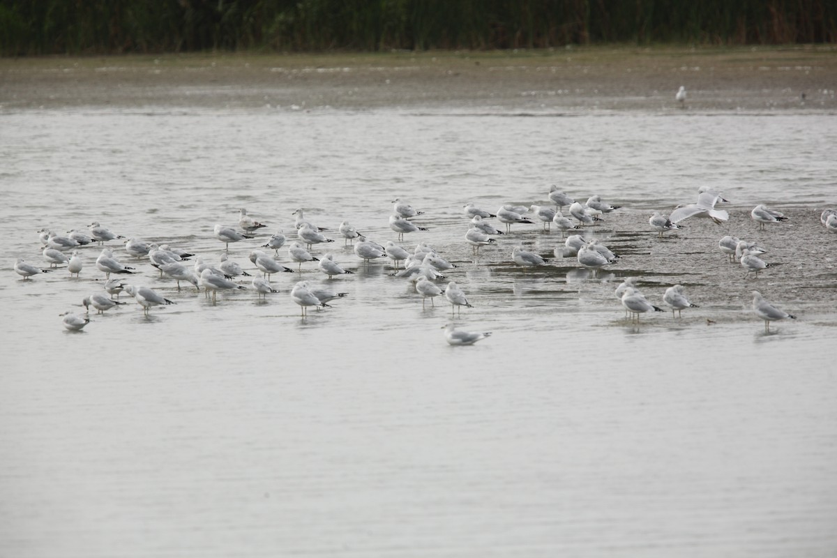 Ring-billed Gull - ML643701009