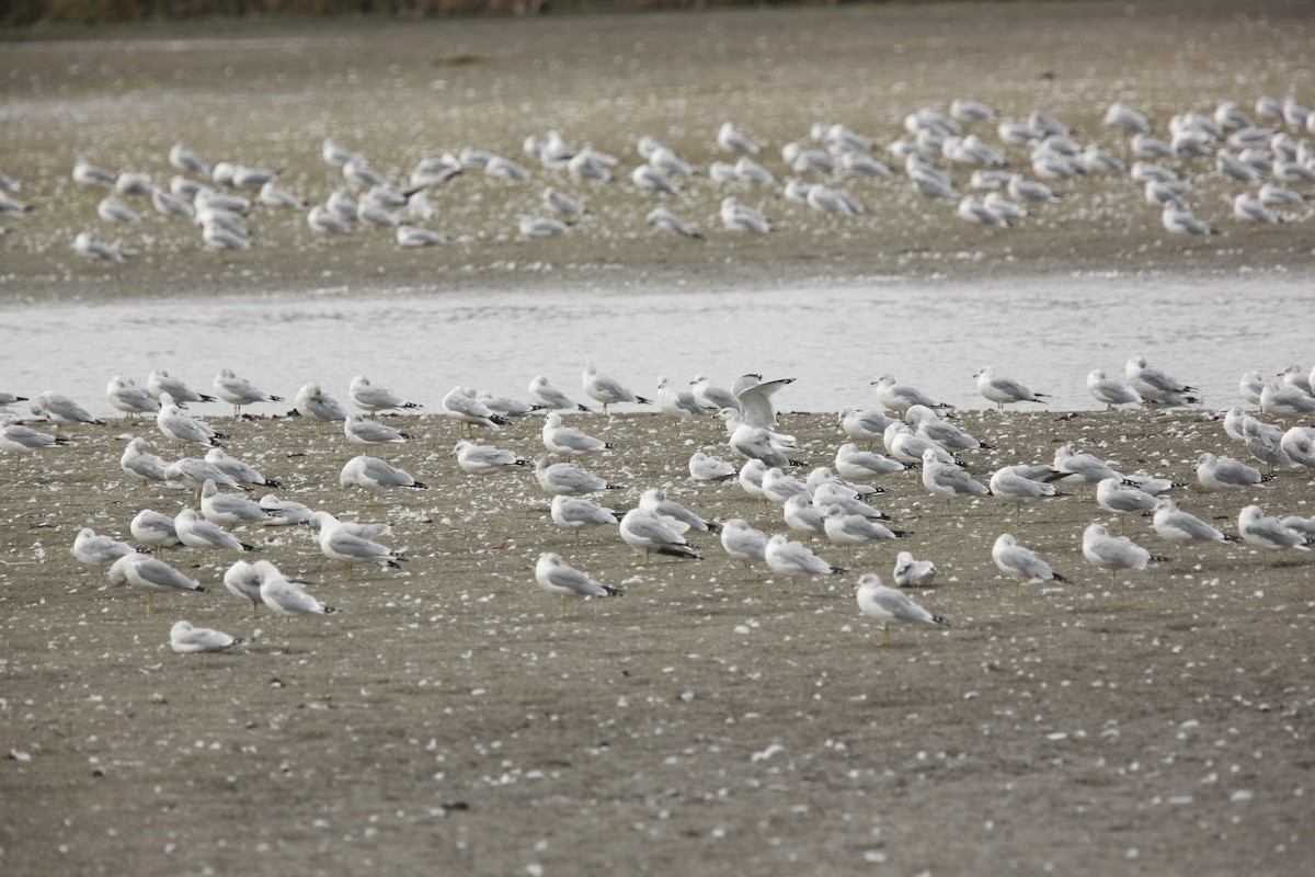 Ring-billed Gull - ML643701010