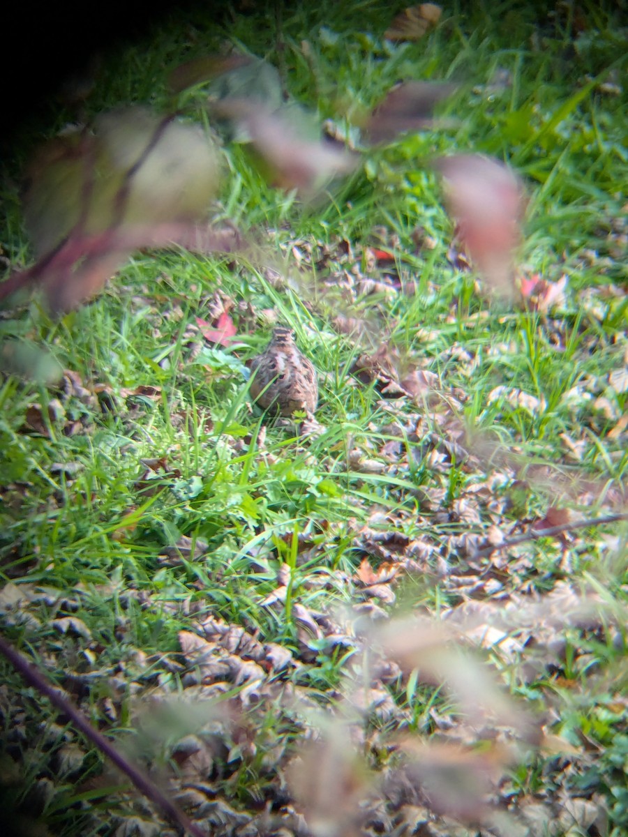 American Woodcock - ML643701011