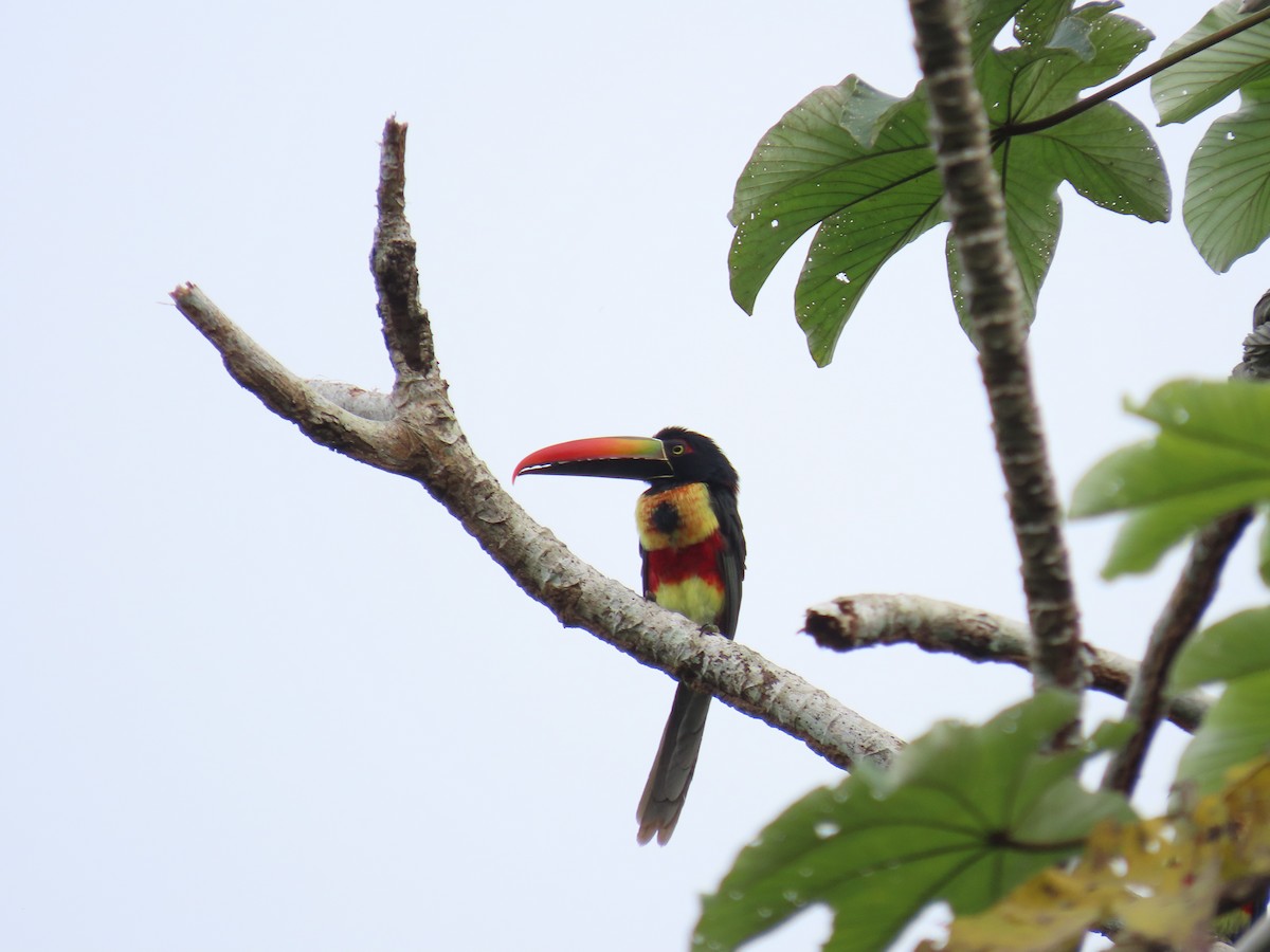Fiery-billed Aracari - ML643701015