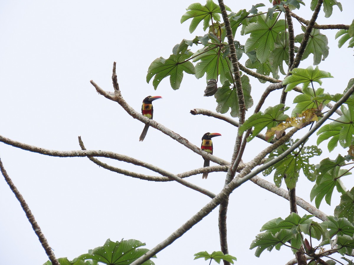 Fiery-billed Aracari - ML643701016
