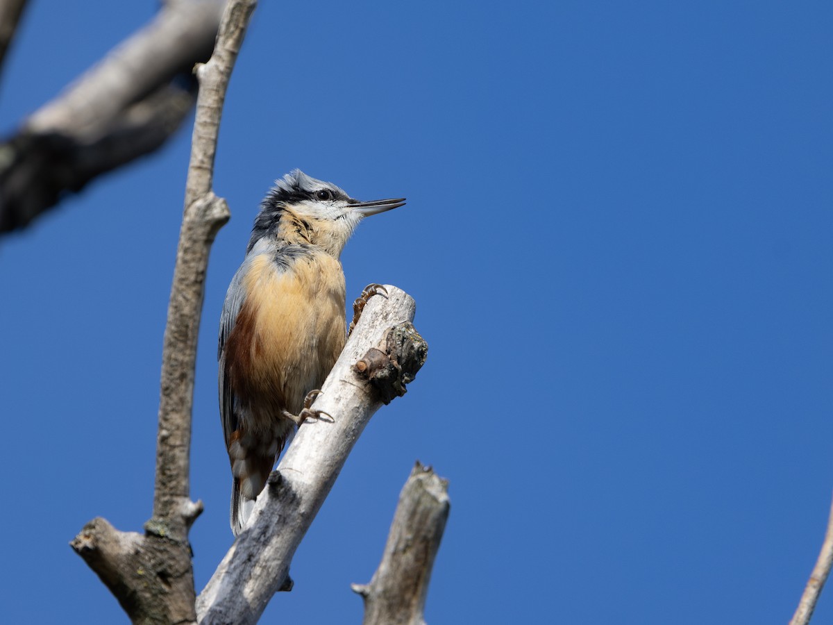 Eurasian Nuthatch - ML643701023