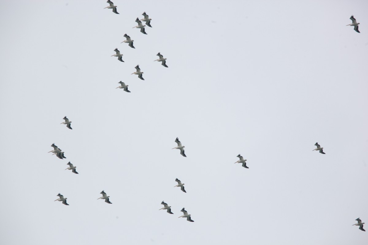 American White Pelican - ML643701038