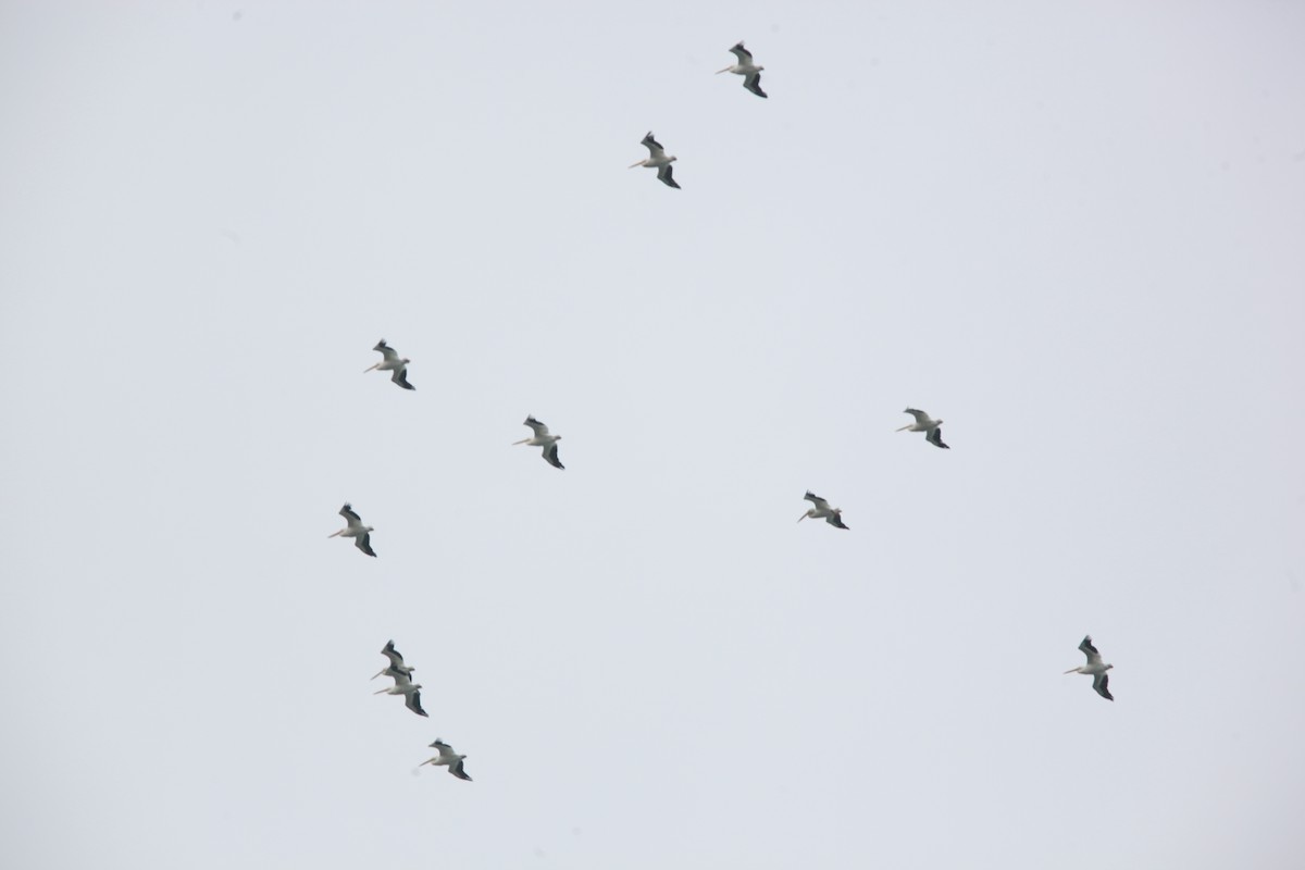 American White Pelican - ML643701039