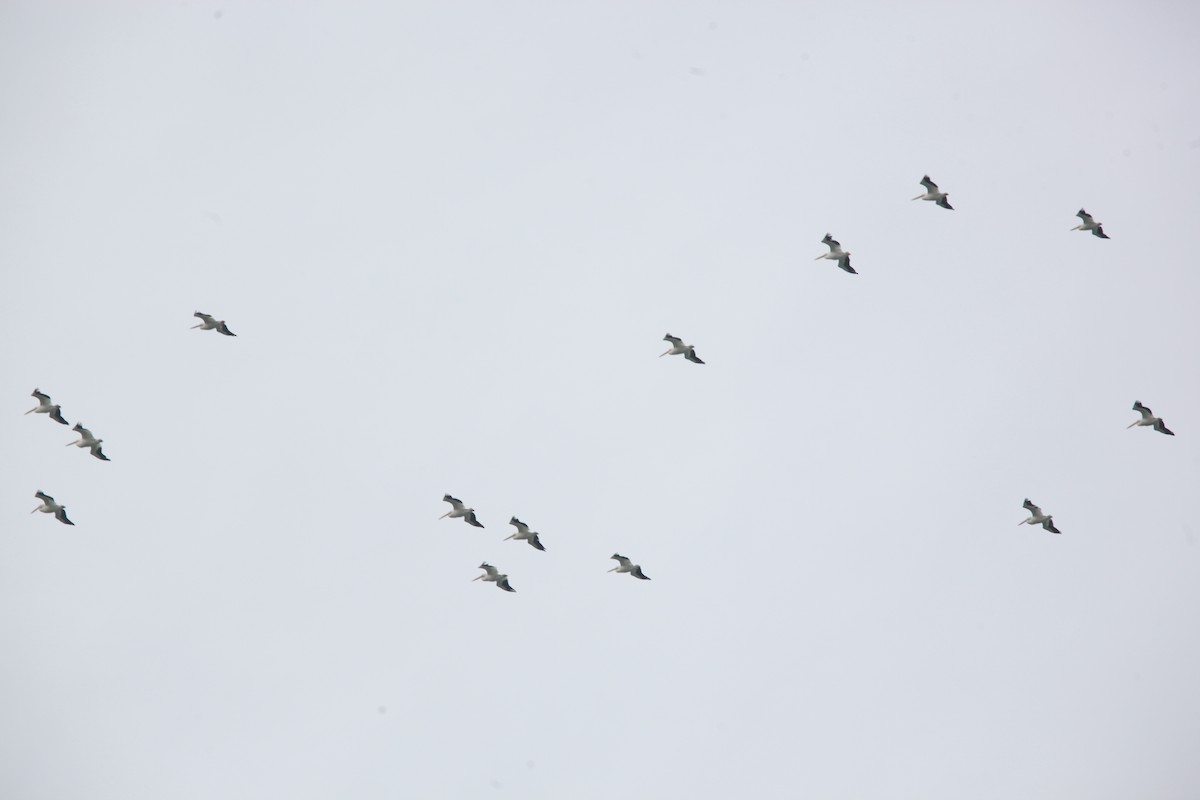 American White Pelican - ML643701040