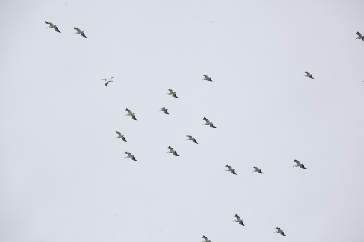 American White Pelican - ML643701041