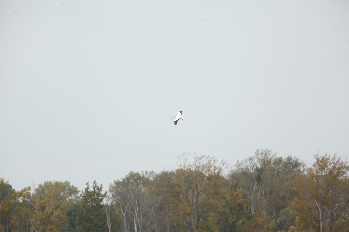 American White Pelican - ML643701042
