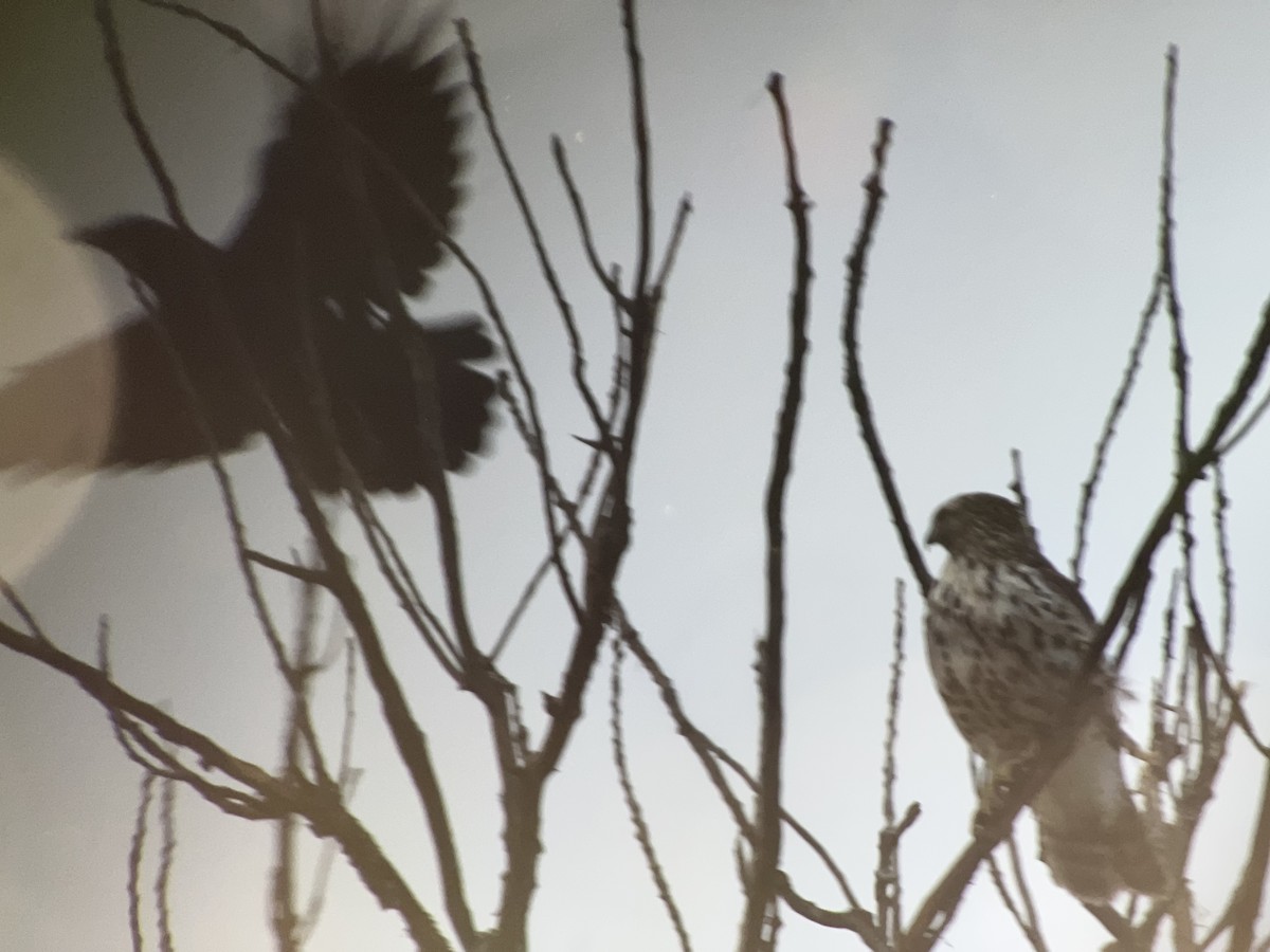 Red-shouldered Hawk - ML643701046
