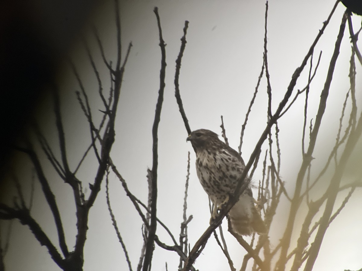 Red-shouldered Hawk - ML643701047