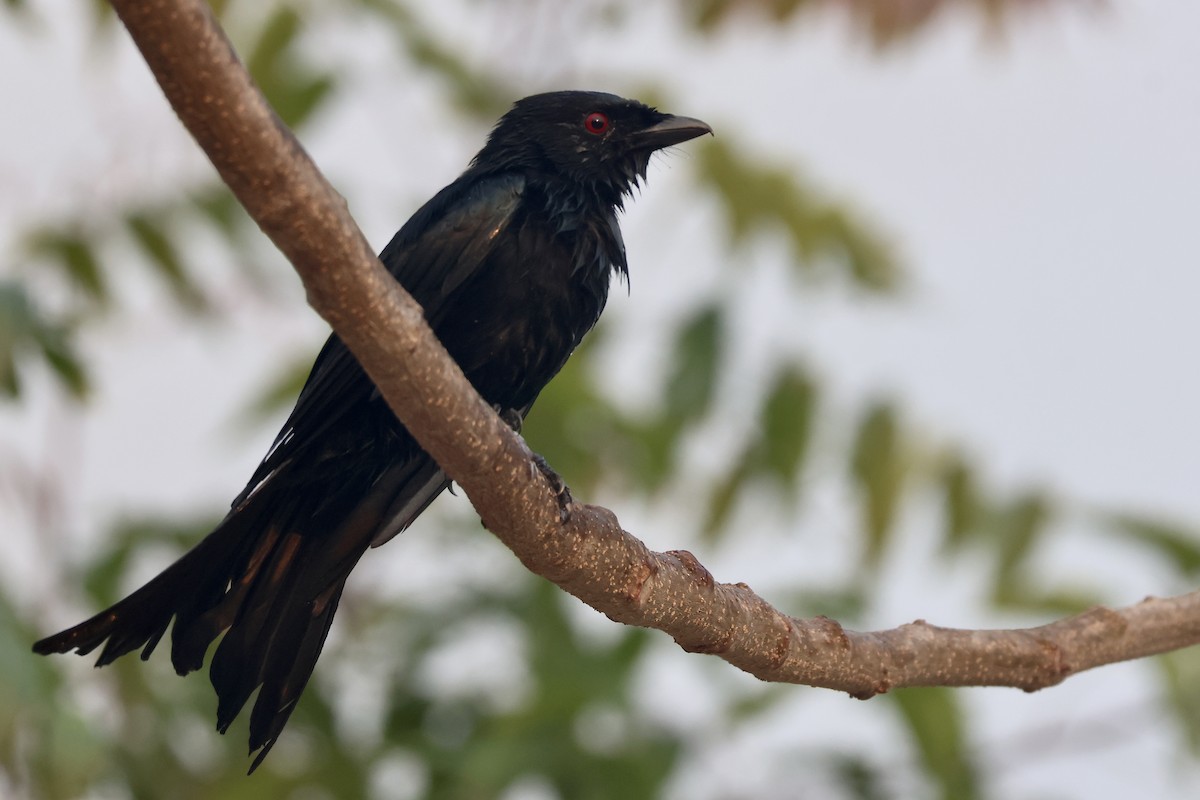 drongo africký - ML643701050