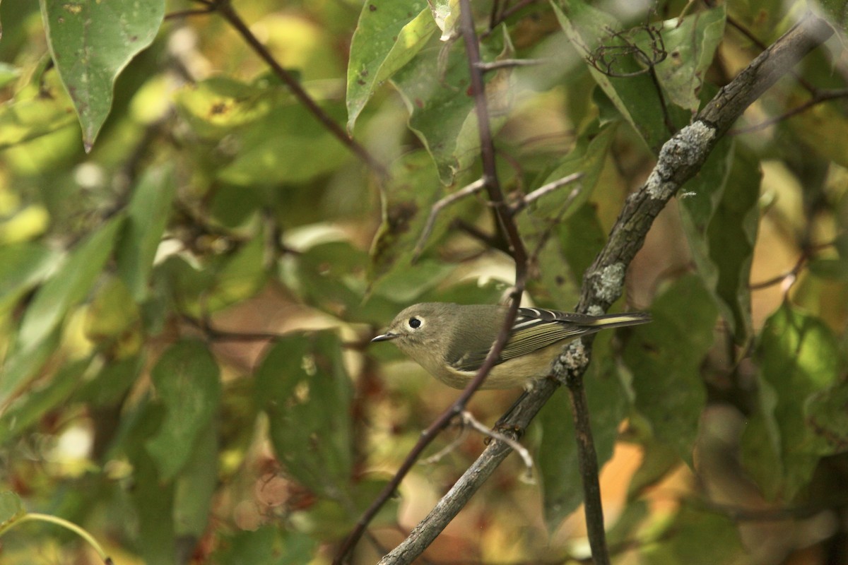 Ruby-crowned Kinglet - ML643701061