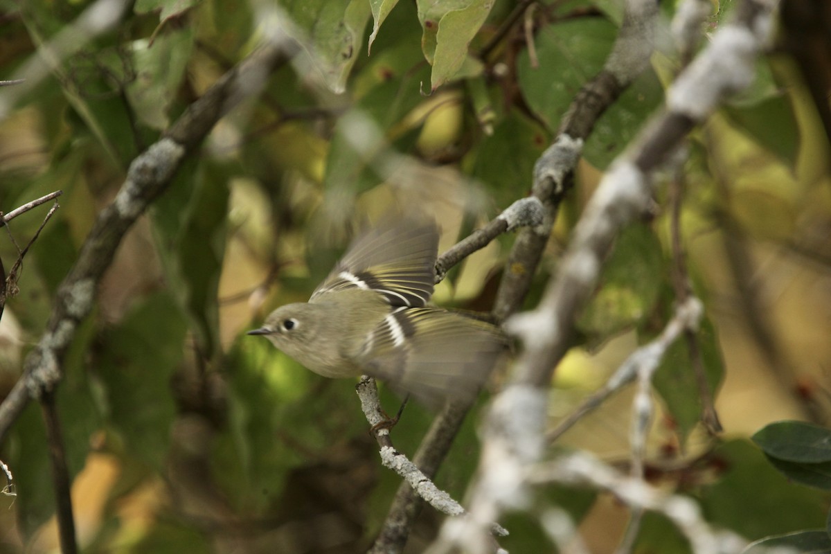 Ruby-crowned Kinglet - ML643701062
