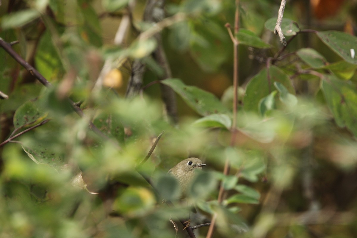 Ruby-crowned Kinglet - ML643701063