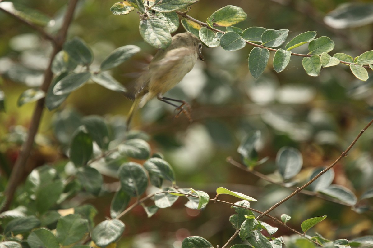 Ruby-crowned Kinglet - ML643701064