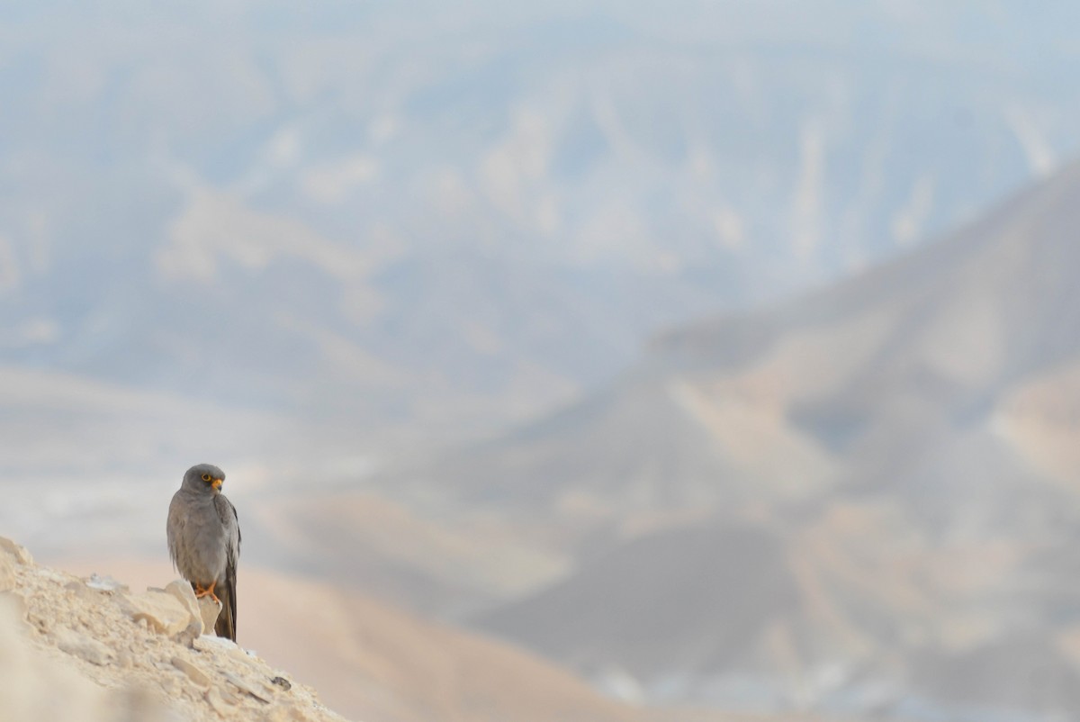 Sooty Falcon - ML643701085