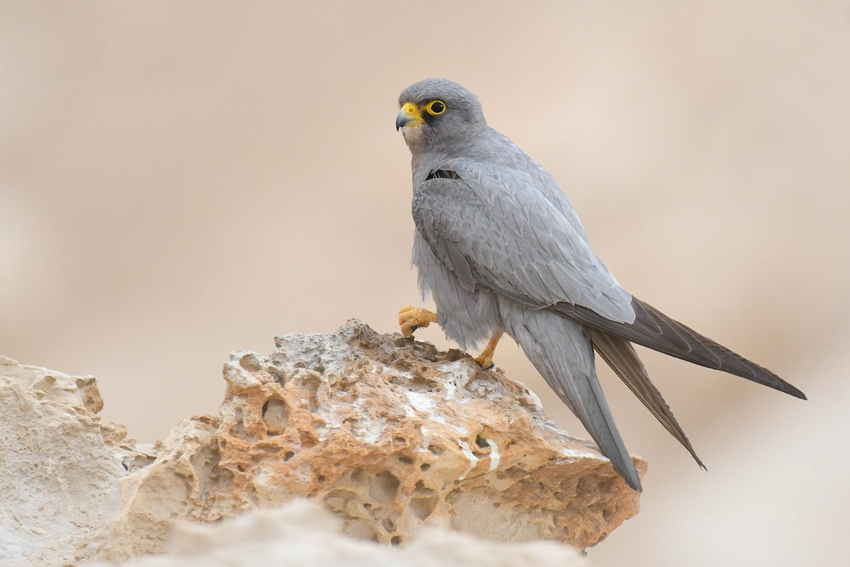 Sooty Falcon - ML643701086