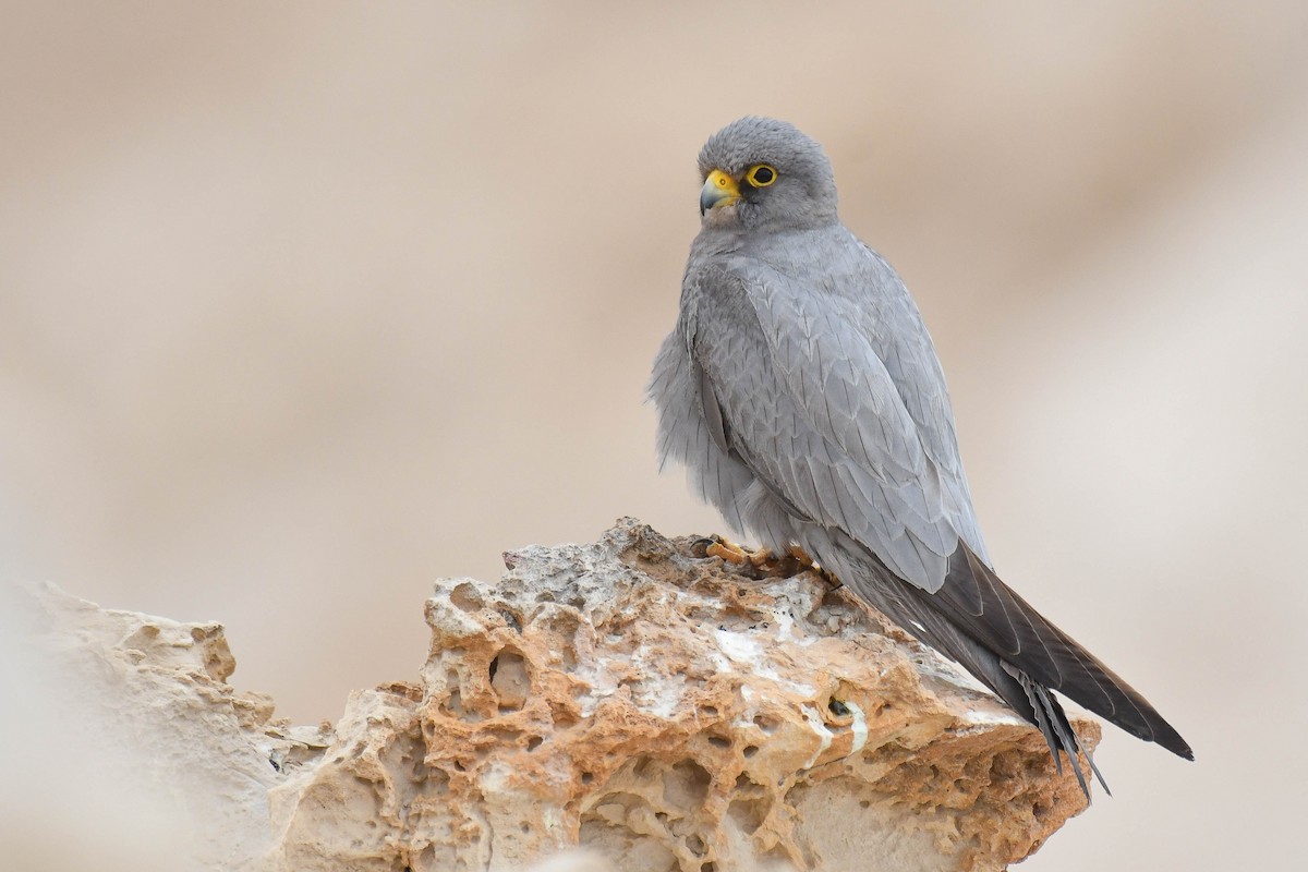 Sooty Falcon - ML643701087