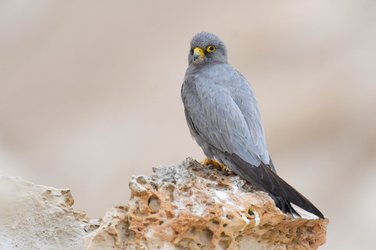 Sooty Falcon - ML643701088