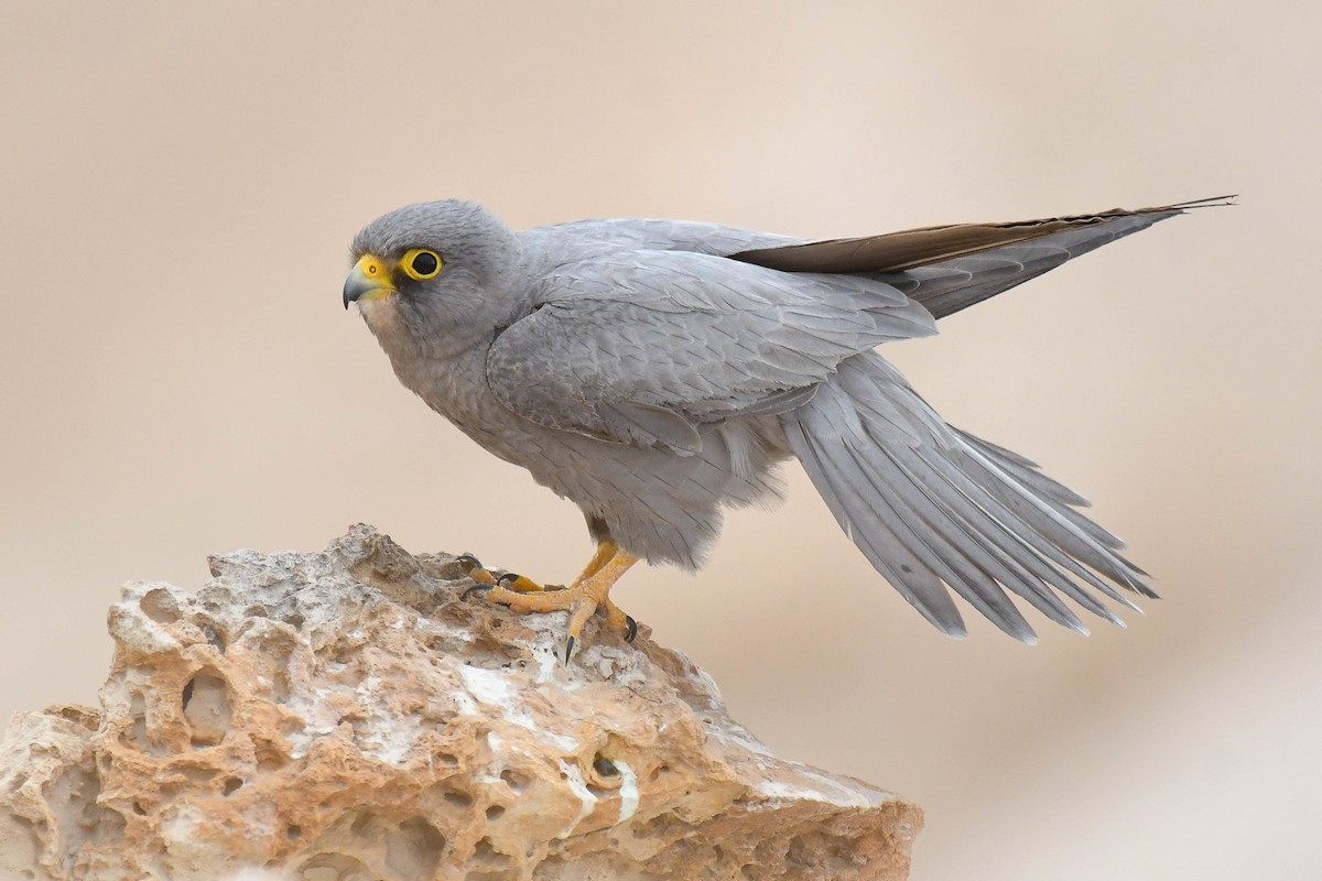 Sooty Falcon - ML643701089