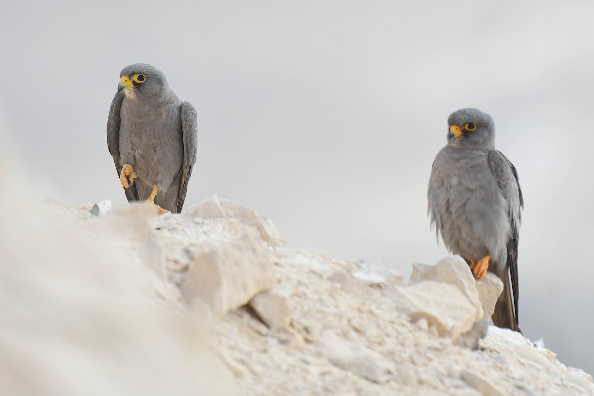 Sooty Falcon - ML643701090