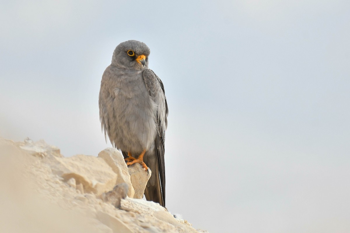 Sooty Falcon - ML643701091