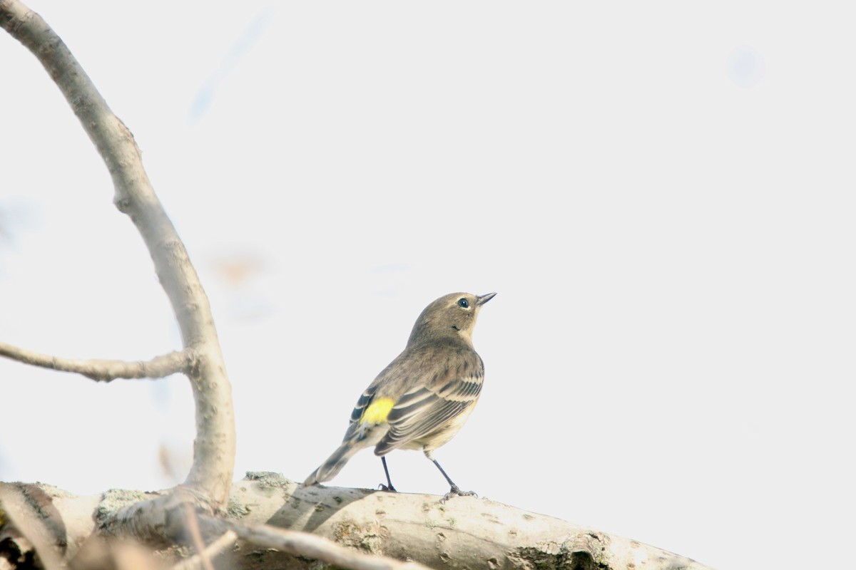 Yellow-rumped Warbler (Myrtle) - ML643701100