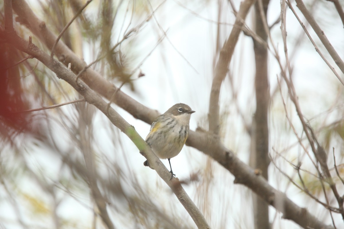 Yellow-rumped Warbler (Myrtle) - ML643701101