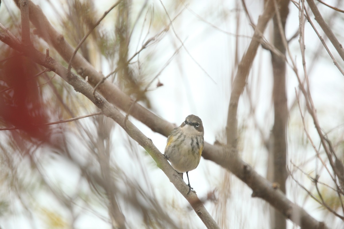 Yellow-rumped Warbler (Myrtle) - ML643701102