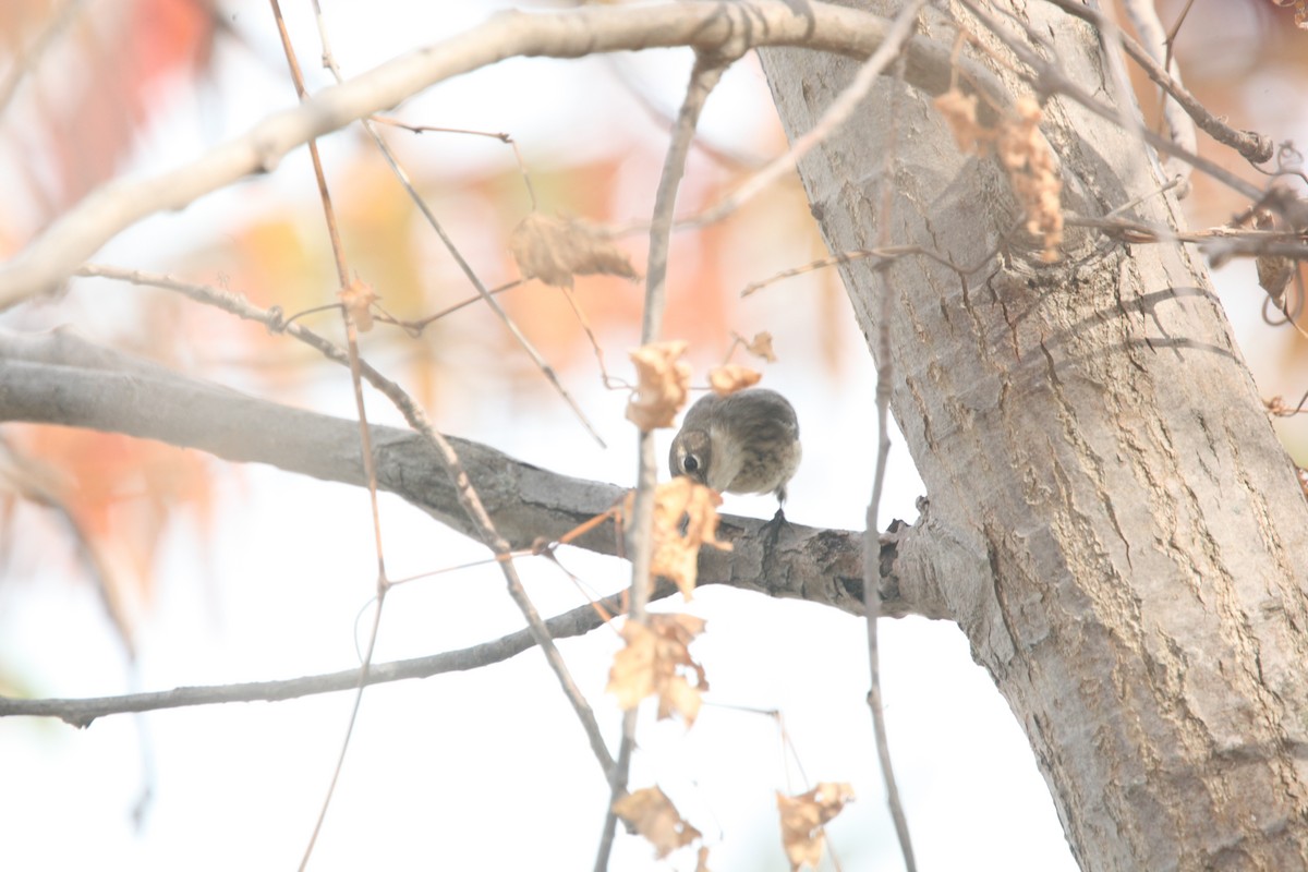 Yellow-rumped Warbler (Myrtle) - ML643701103