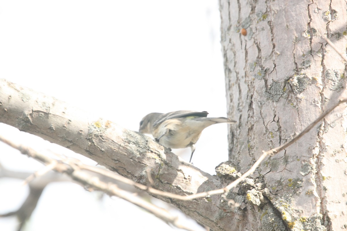 Yellow-rumped Warbler (Myrtle) - ML643701104