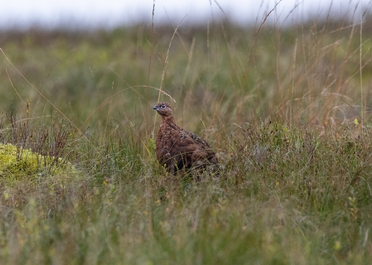 Willow Ptarmigan - ML643701110
