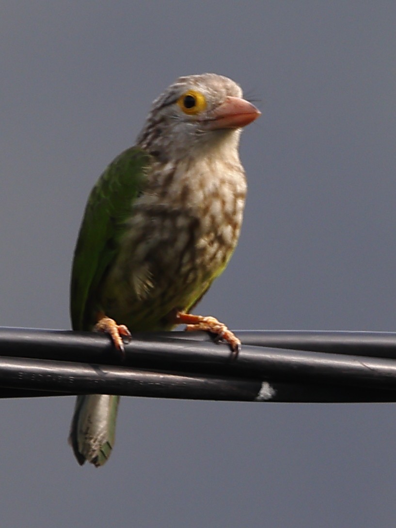 Lineated Barbet - ML643701113
